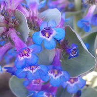 Penstemon nitidus flower